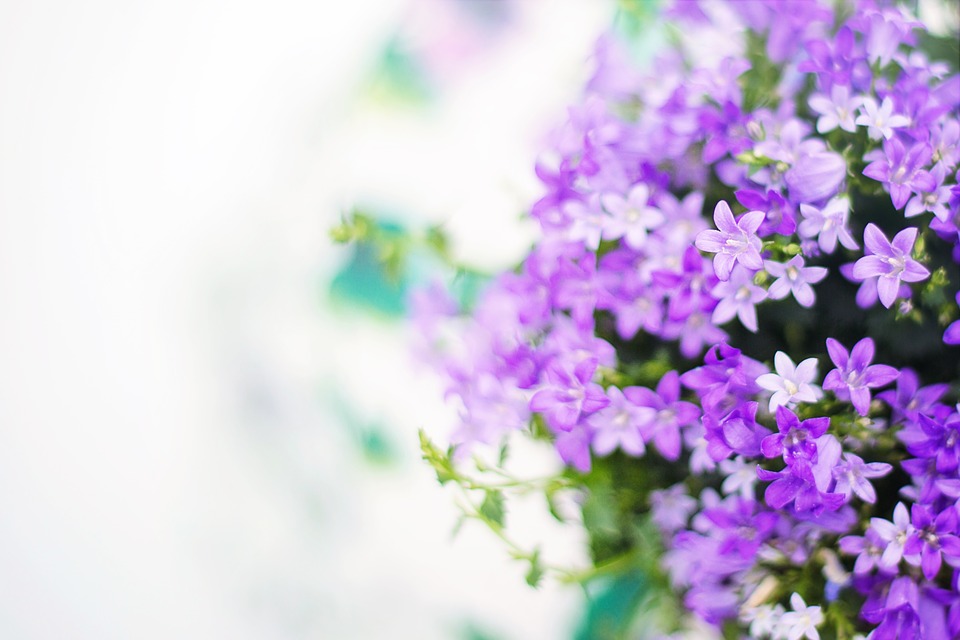 kuvituskuva violetti kukinto